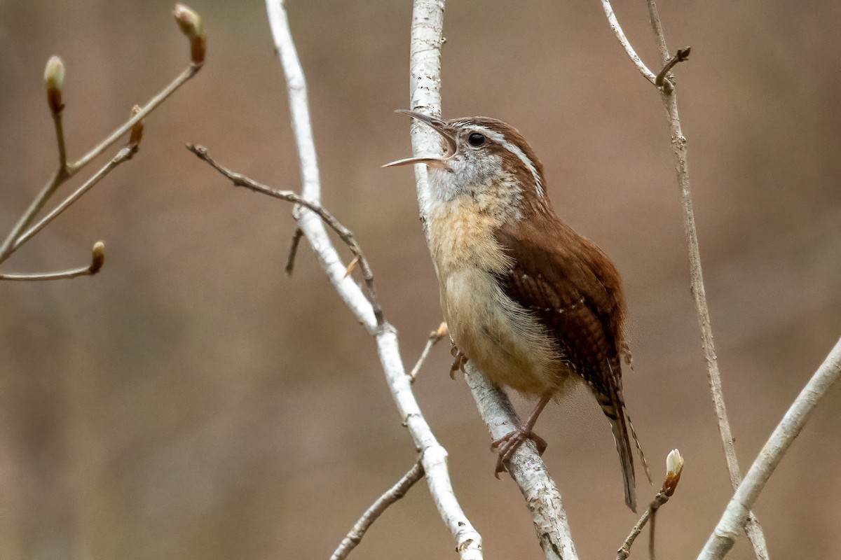 Carolina Wren - ML320765221