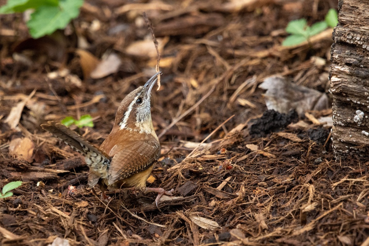 Carolina Wren - Dave Rodriguez