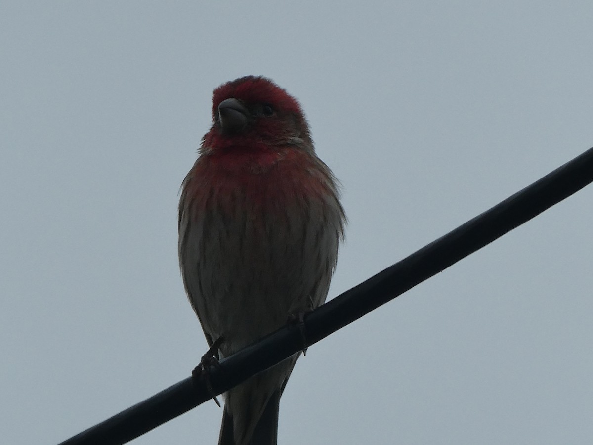 House Finch - ML320766671