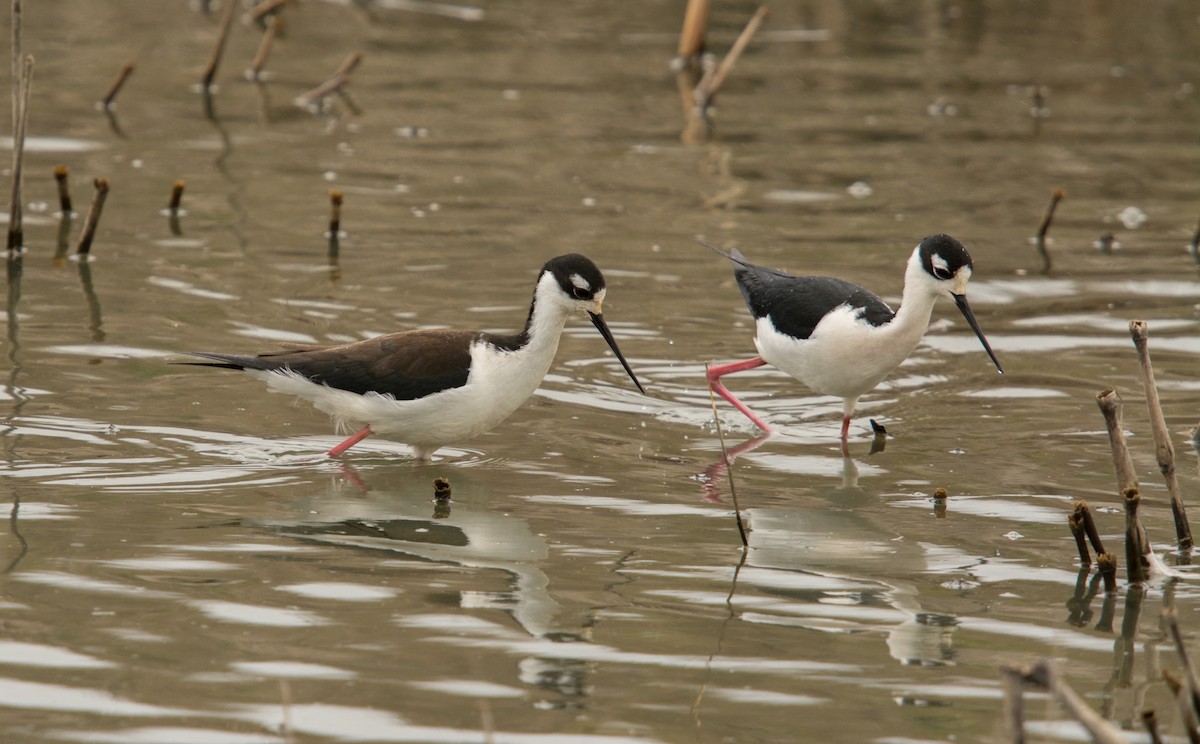 Black-necked Stilt - ML320767381