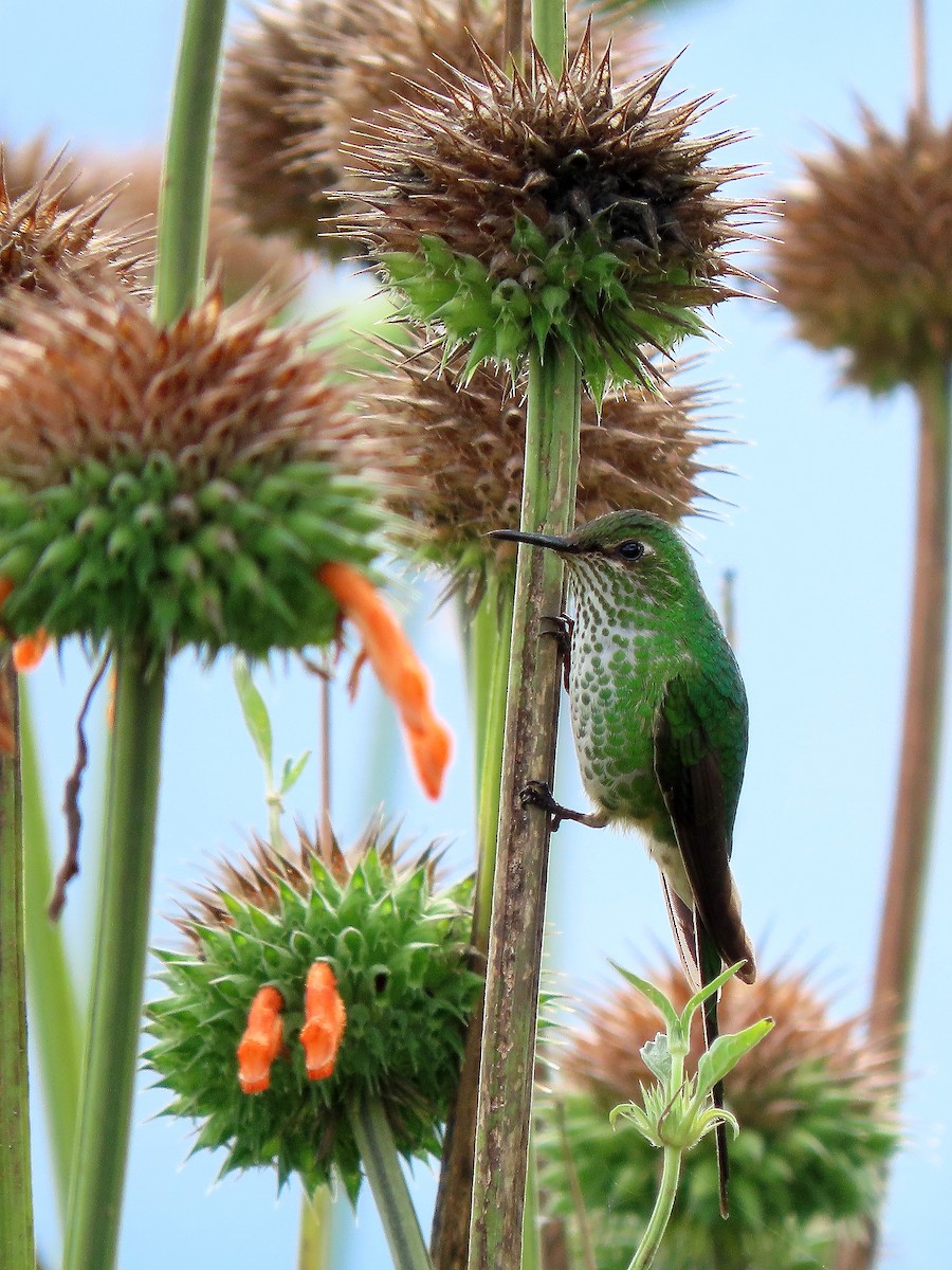 Green-tailed Trainbearer - Manuel Roncal