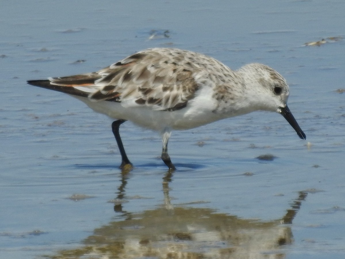 Sanderling - ML320768471