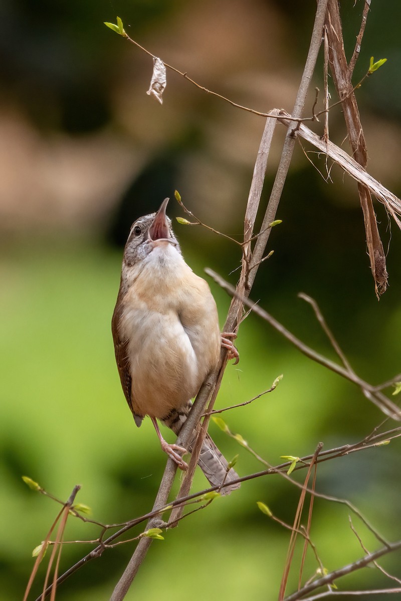 Carolina Wren - Dave Rodriguez