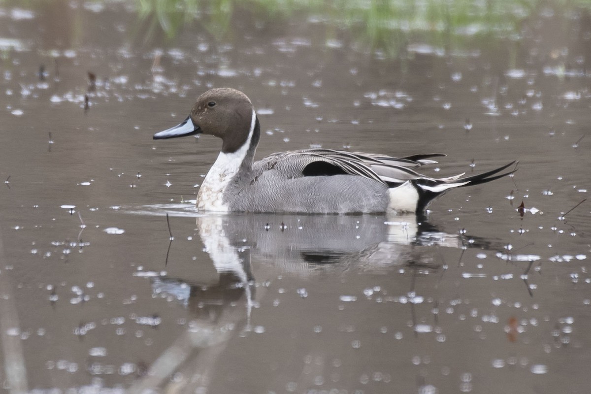 Northern Pintail - Jeff Packer