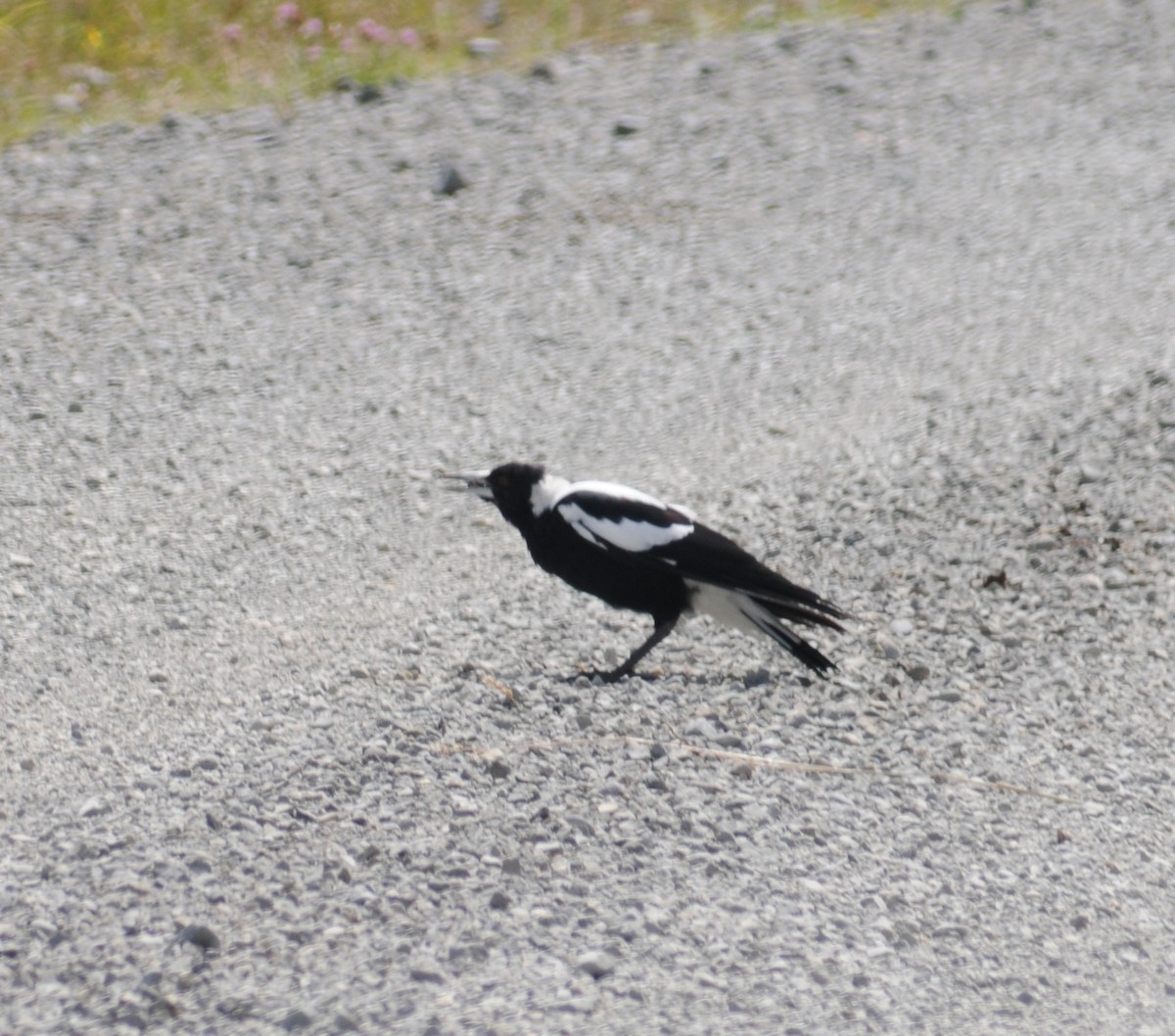 Australian Magpie - ML320770221