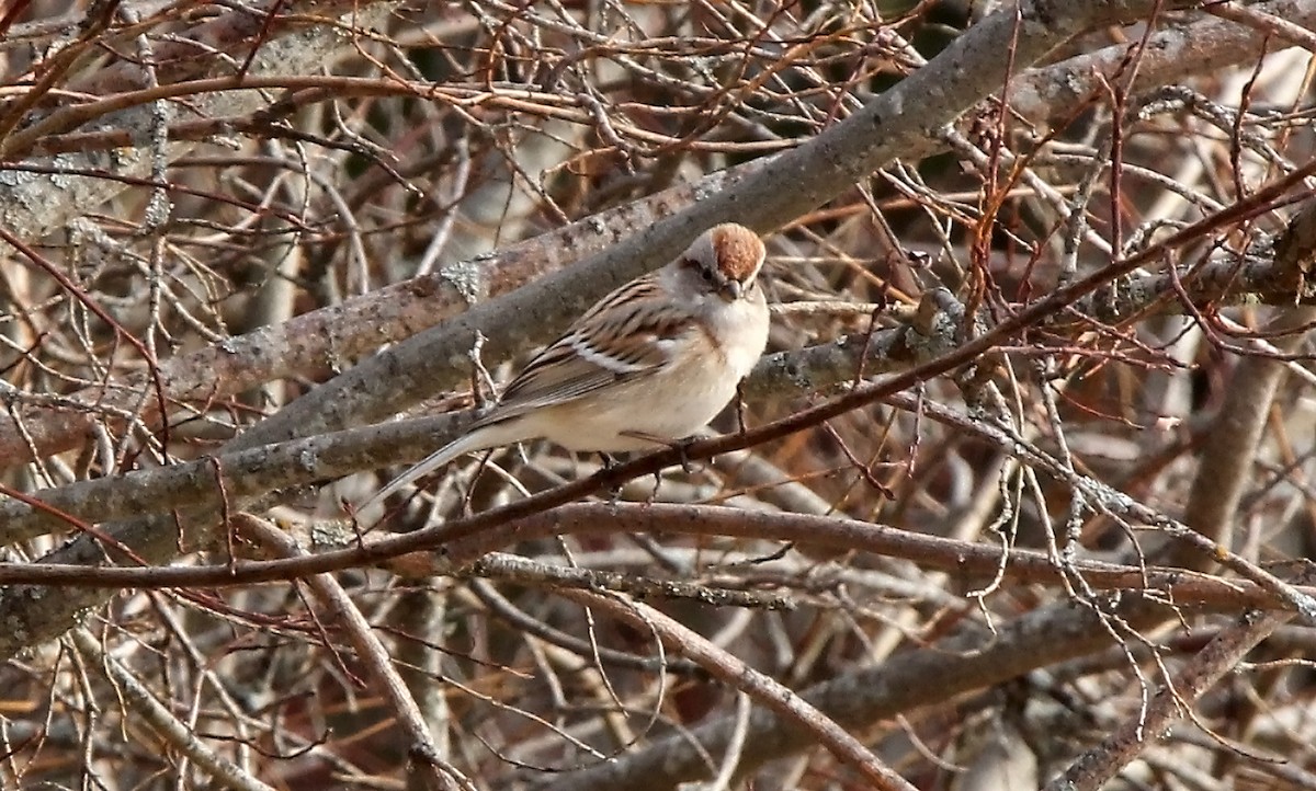 American Tree Sparrow - Helga Knote