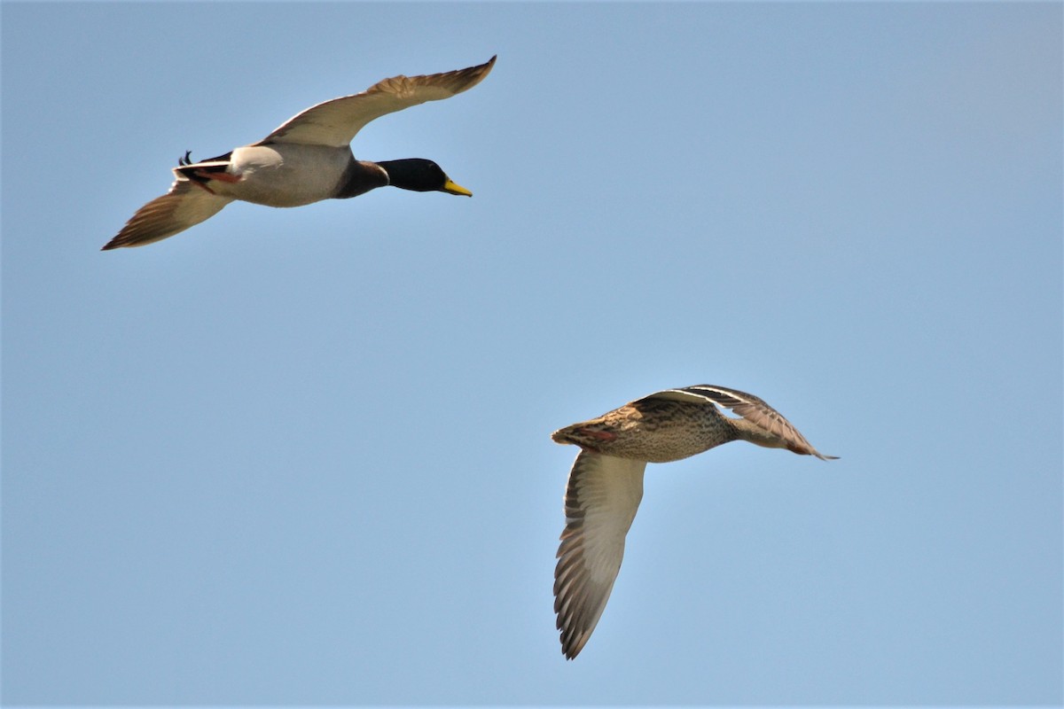 Canard colvert - ML320771891