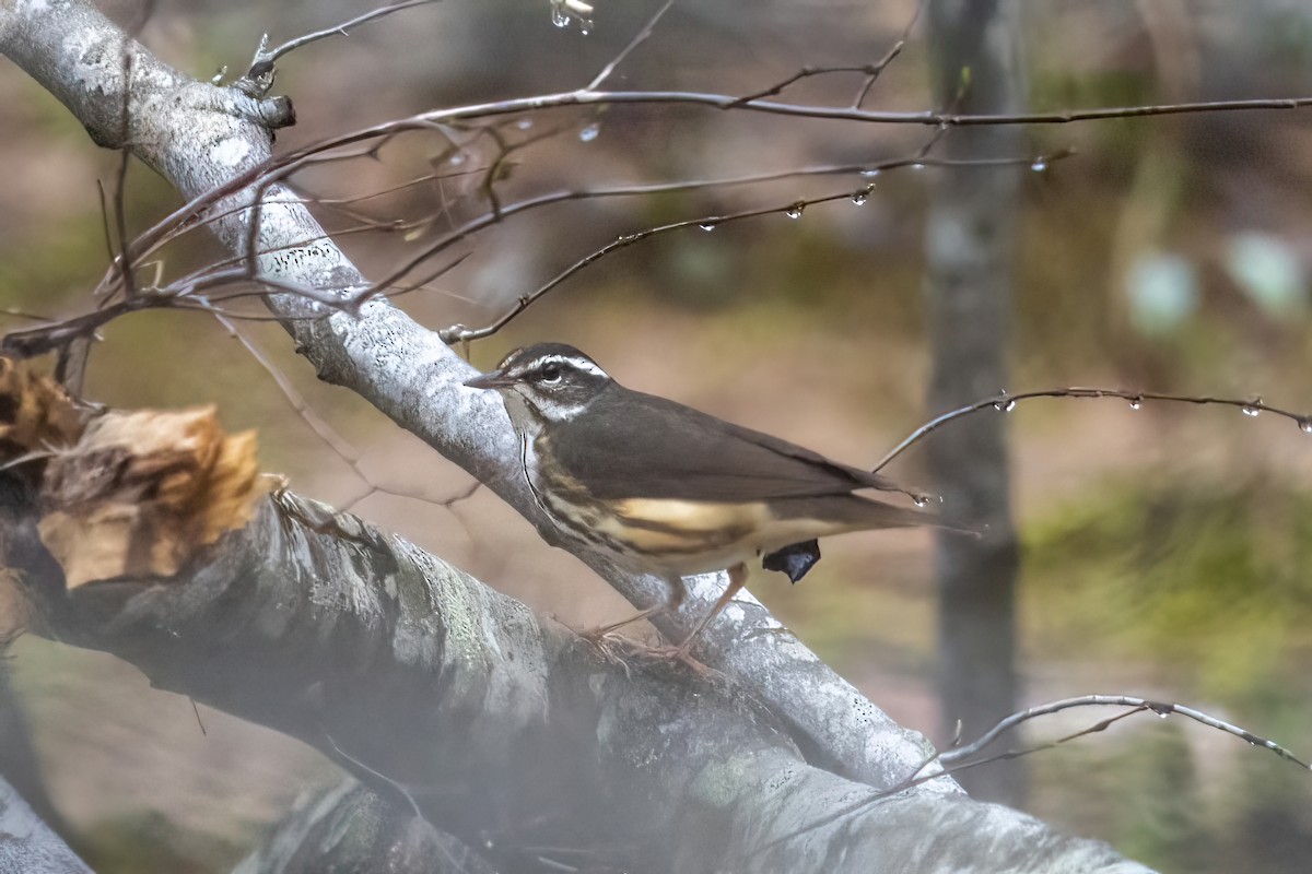 Louisiana Waterthrush - ML320773351