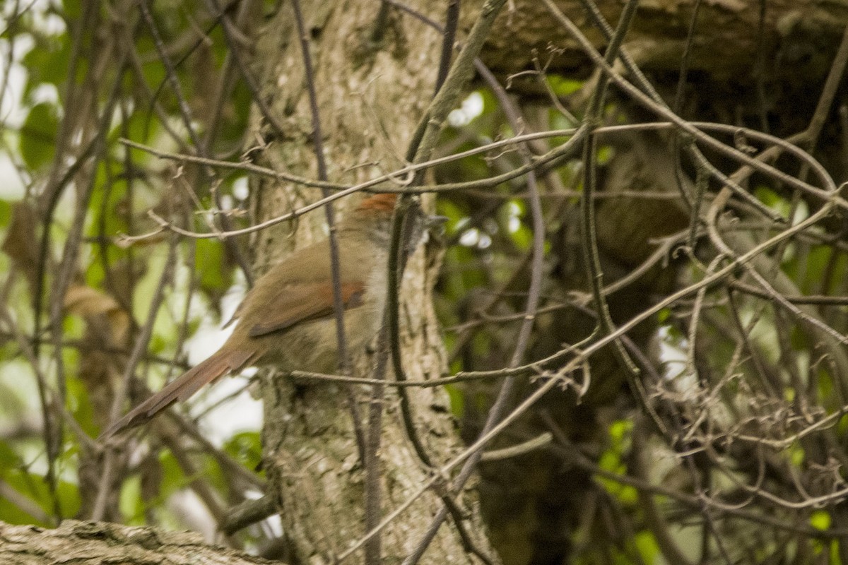 Sooty-fronted Spinetail - ML320777081