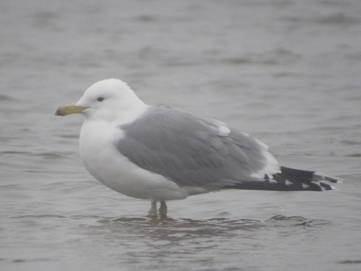California Gull - ML320779401
