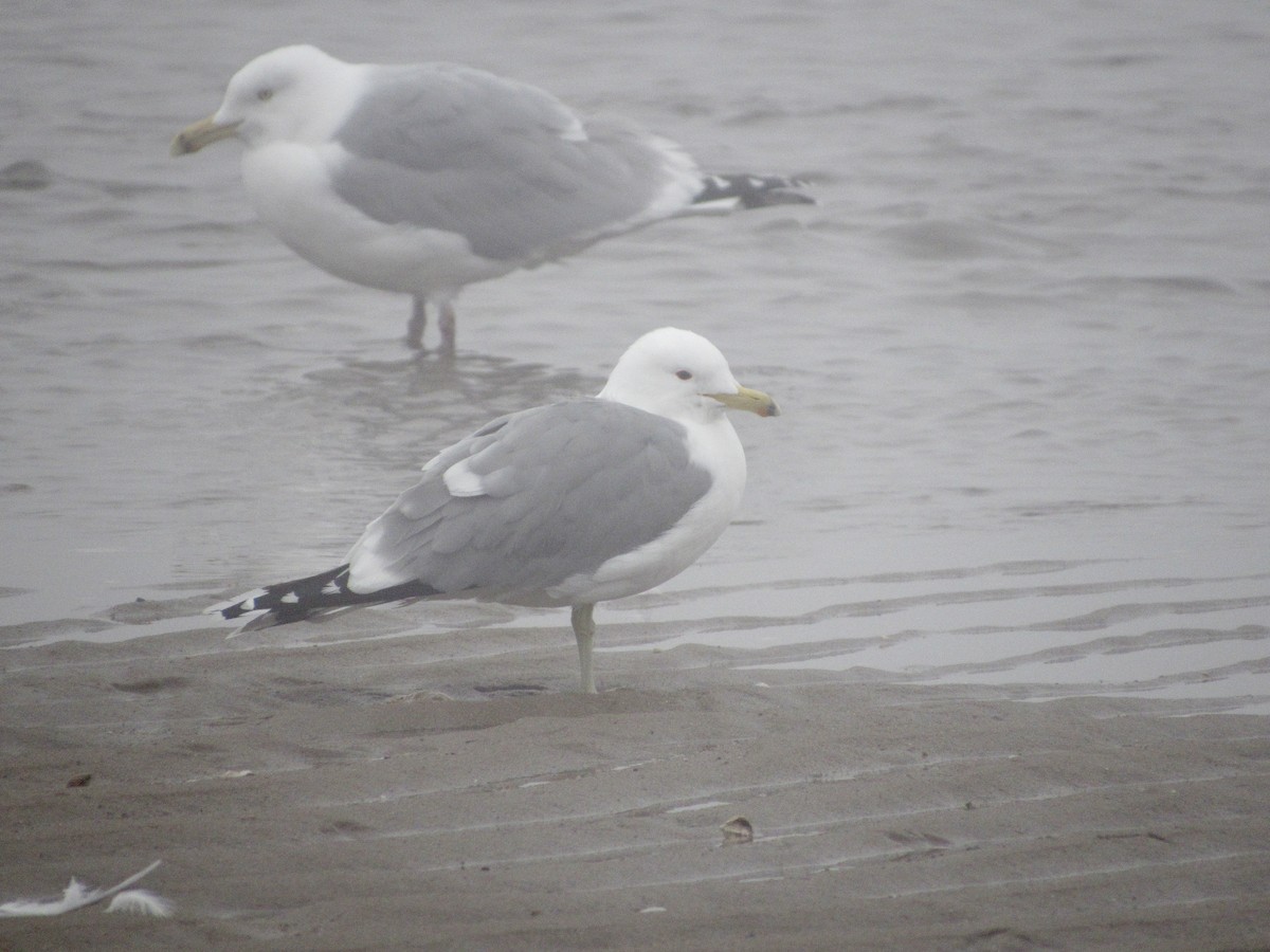 California Gull - ML320779621