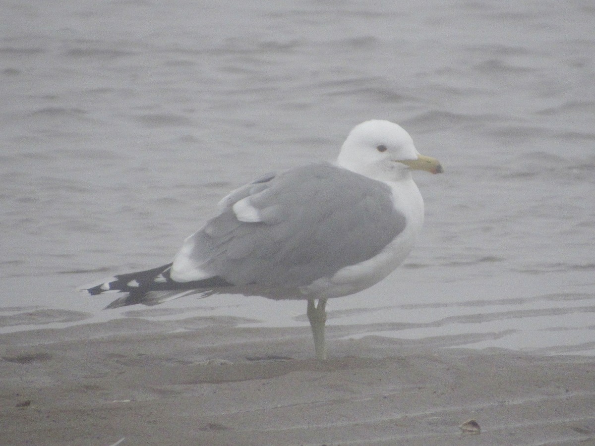 California Gull - ML320779631