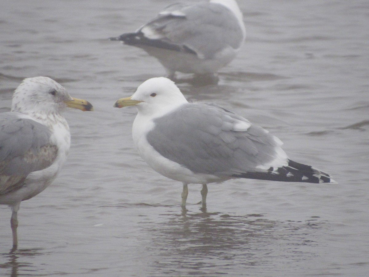 California Gull - ML320779781