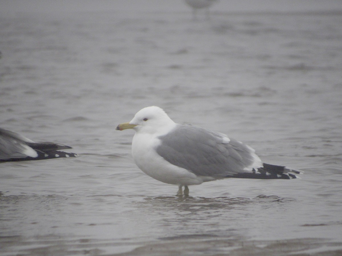 California Gull - ML320779841