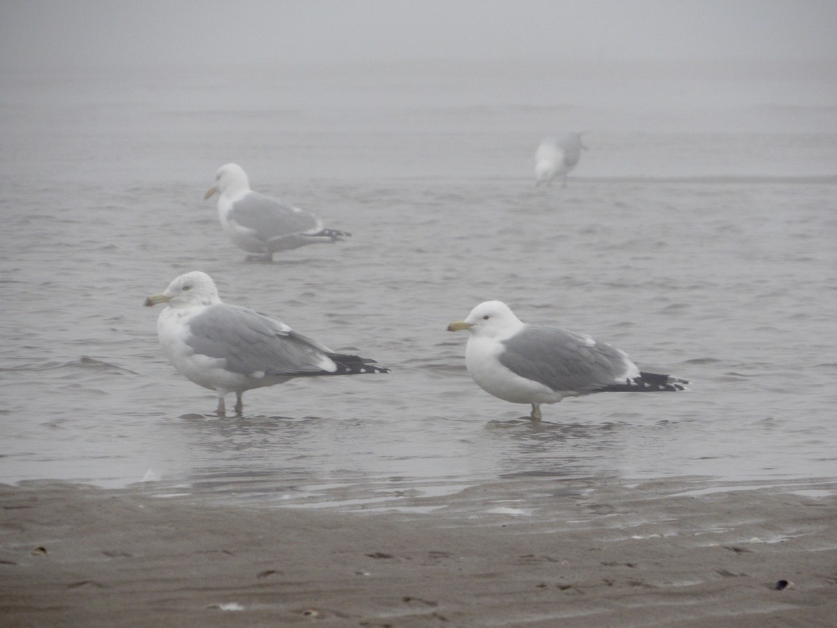 California Gull - ML320780691