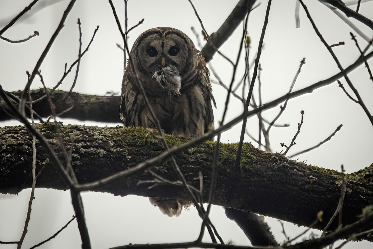 Barred Owl - ML320782351