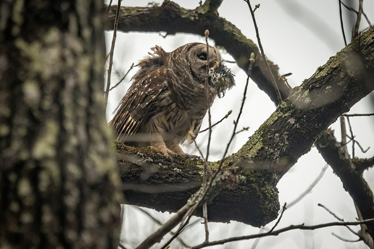 Barred Owl - ML320782521