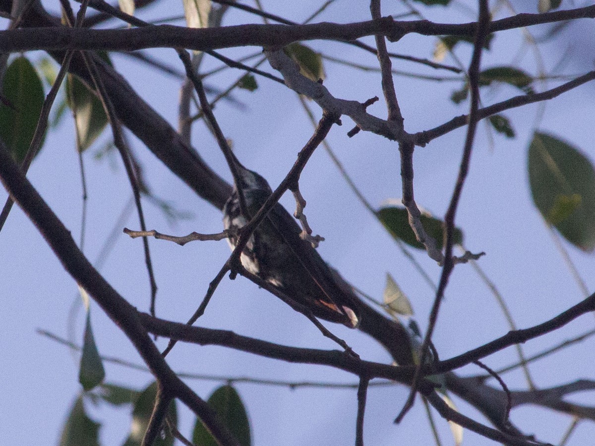 Black-throated Mango - ML320782531