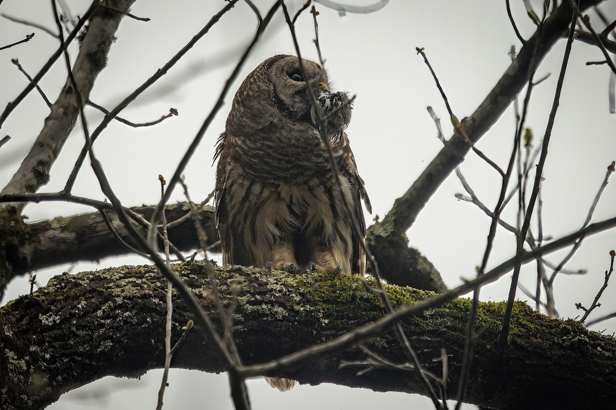 Barred Owl - ML320782581