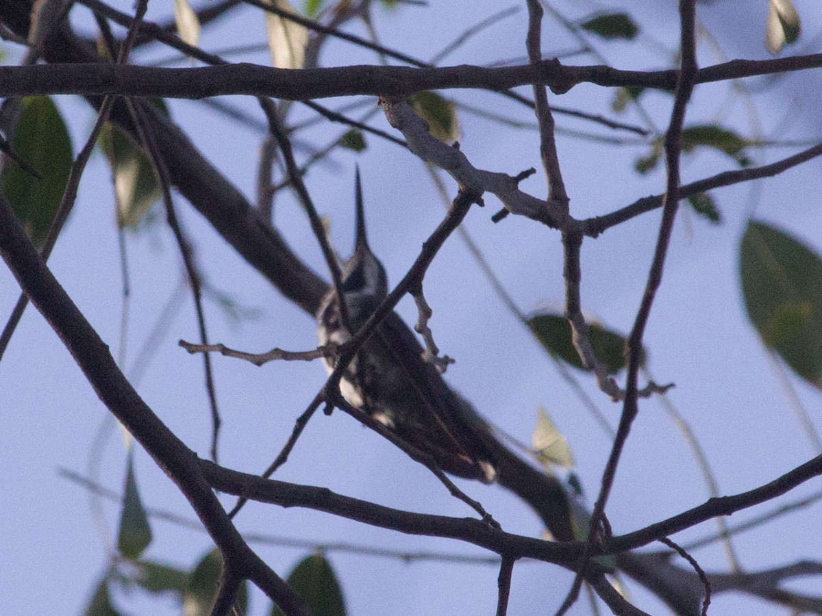 Schwarzbrust-Mangokolibri - ML320782591