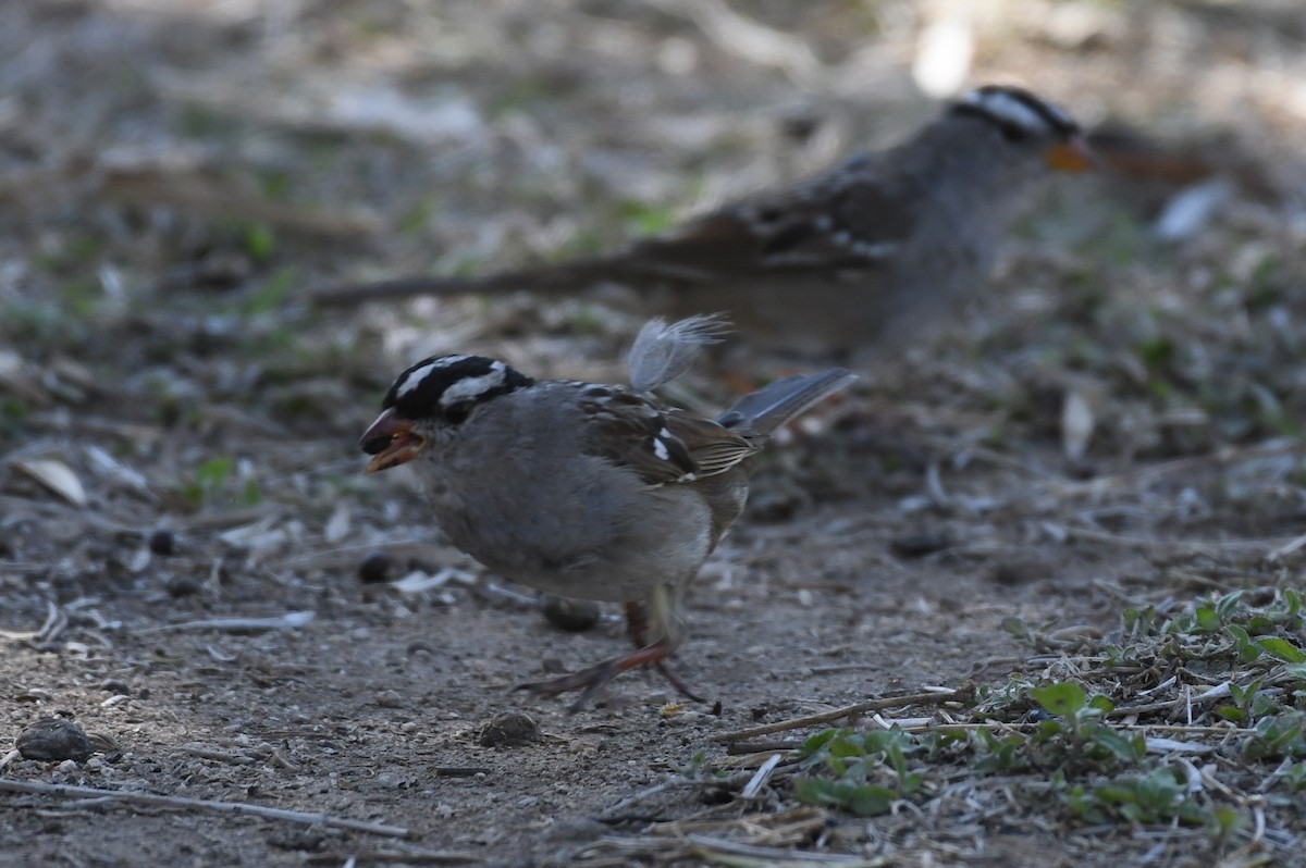 White-crowned Sparrow - ML320784731