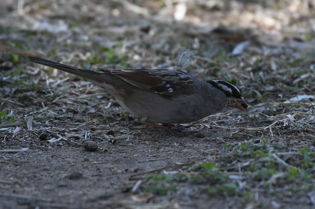 White-crowned Sparrow - ML320784771