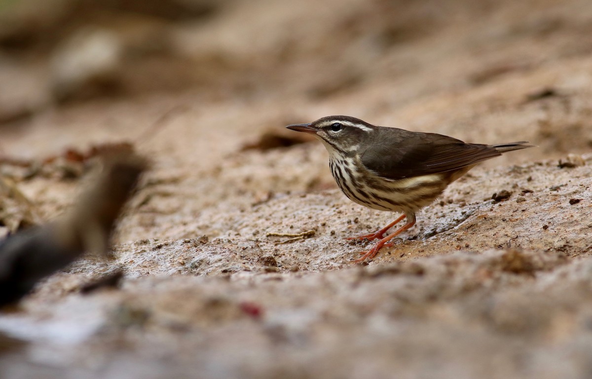 Louisiana Waterthrush - ML320786661