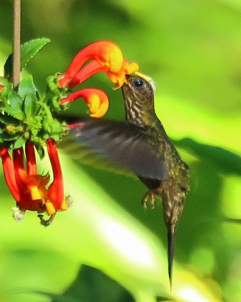 White-tipped Sicklebill - ML320790271