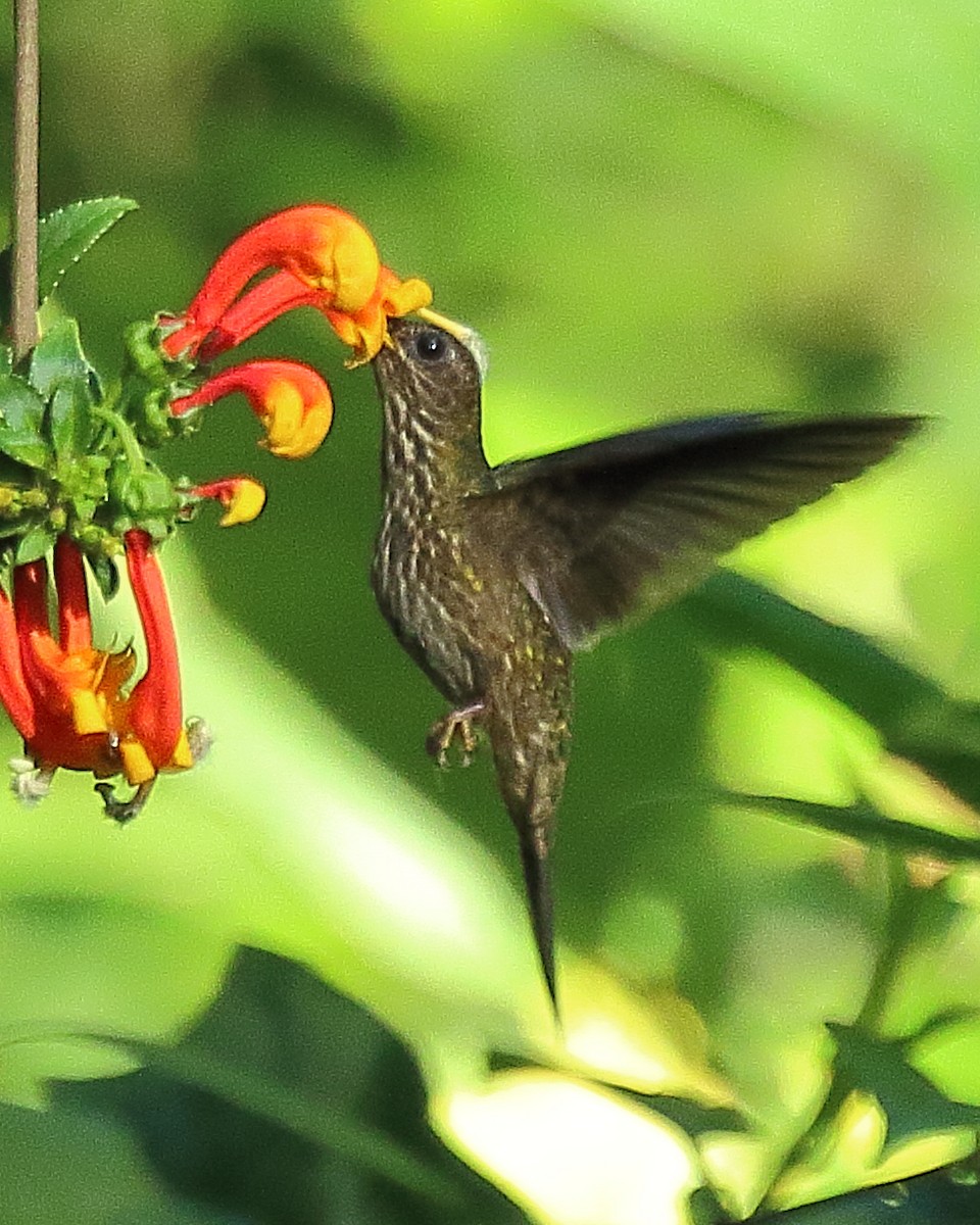 White-tipped Sicklebill - ML320790291