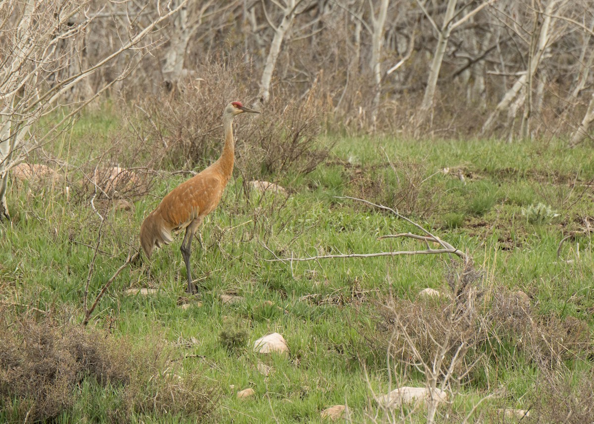 Sandhill Crane - ML320792231