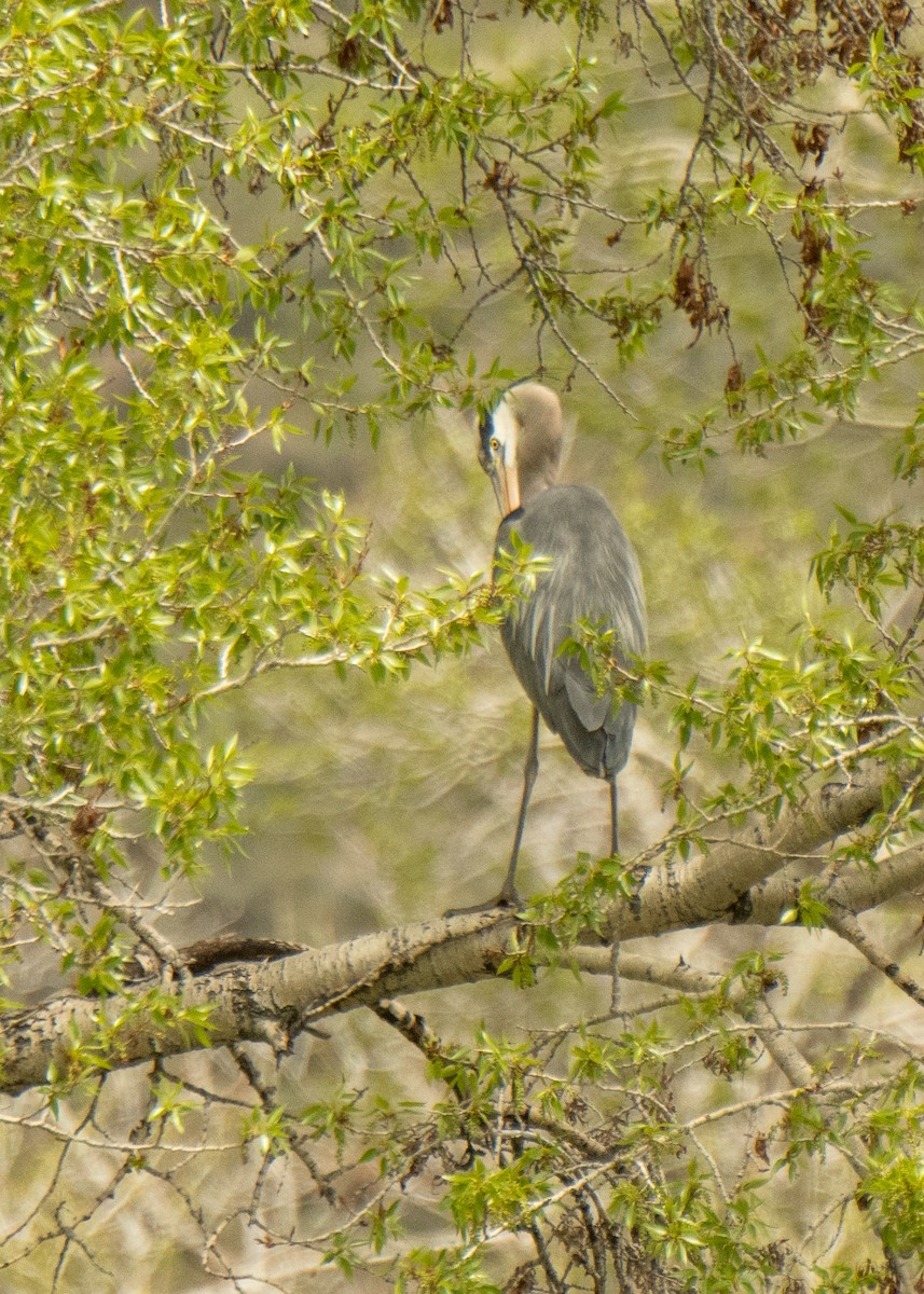 Great Blue Heron - ML320792301