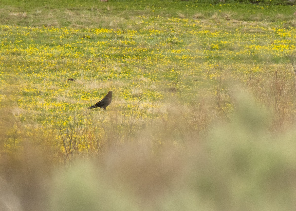 American Crow - ML320792341