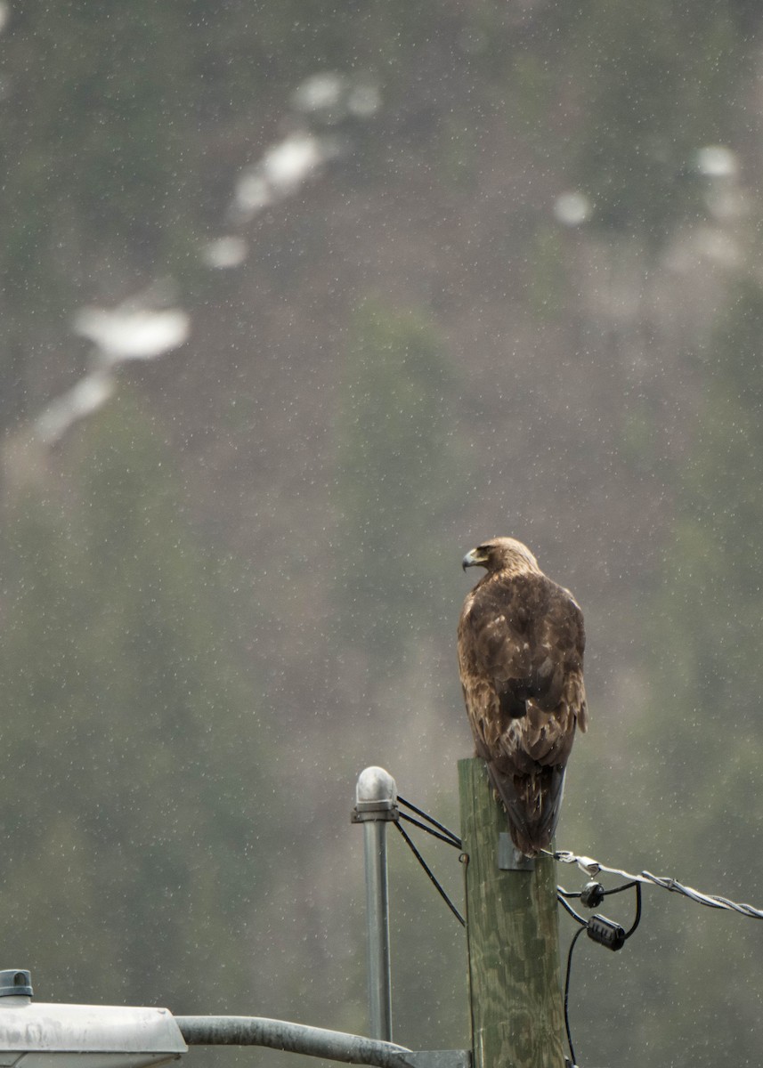 Golden Eagle - ML320792961