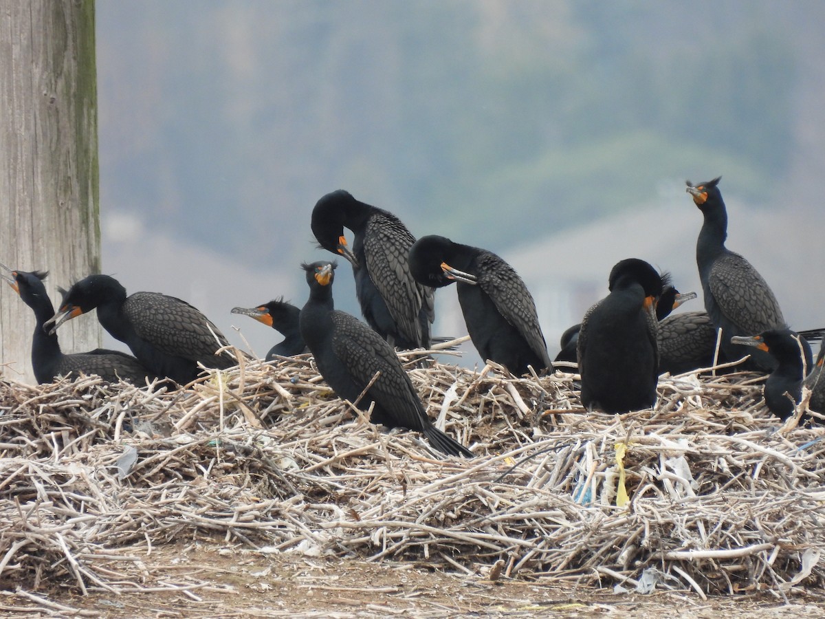 Cormoran à aigrettes - ML320794791