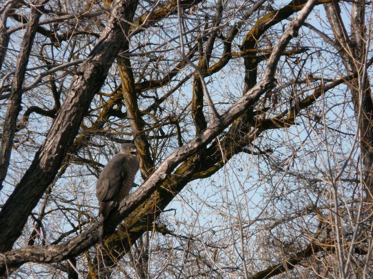 Cooper's Hawk - ML320795401