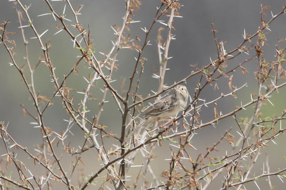 Cassin's Sparrow - ML320795581