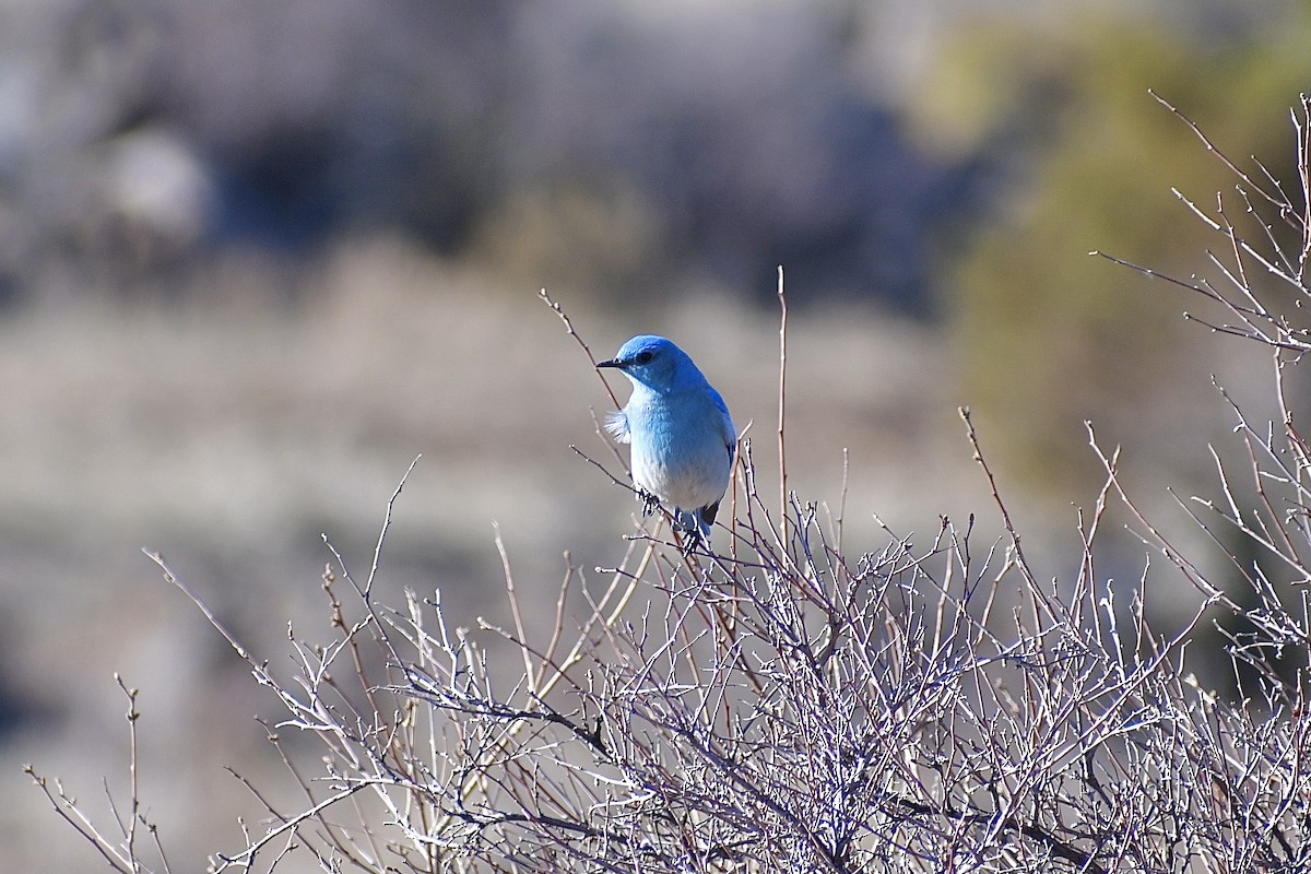 Mountain Bluebird - ML320795651