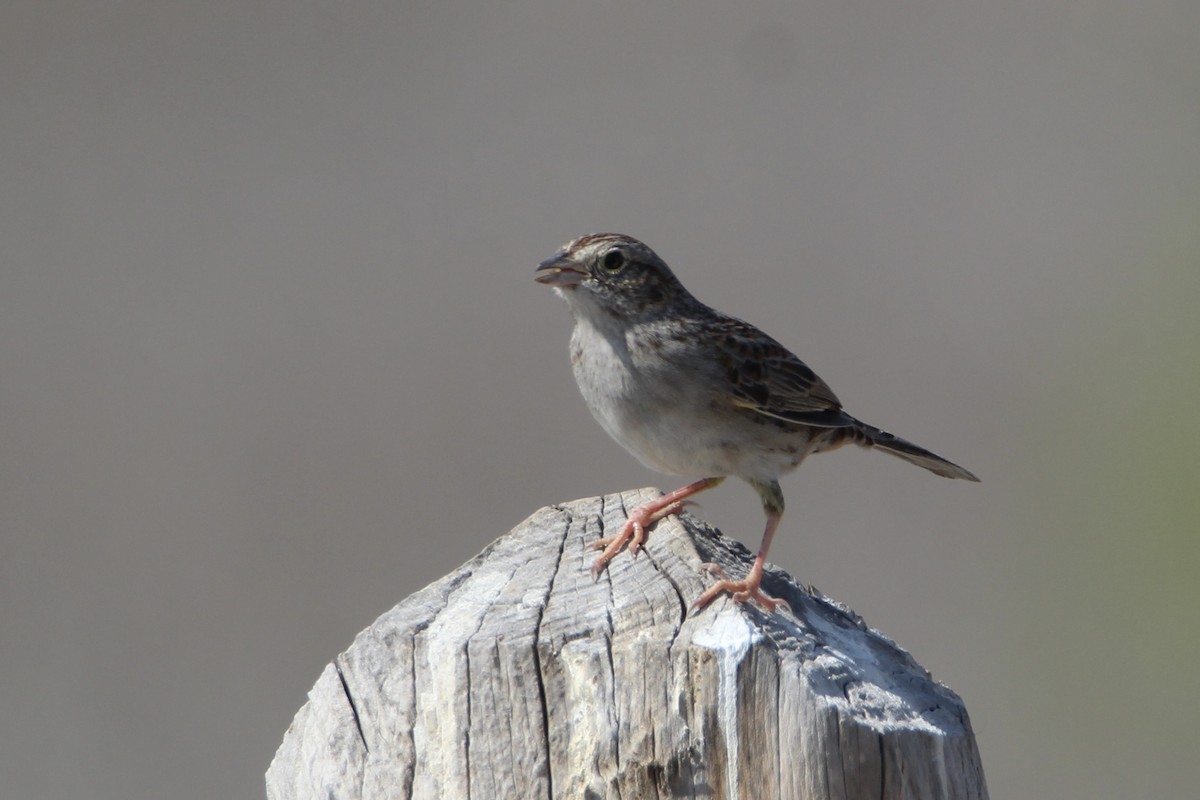 Cassin's Sparrow - Bobby Walz