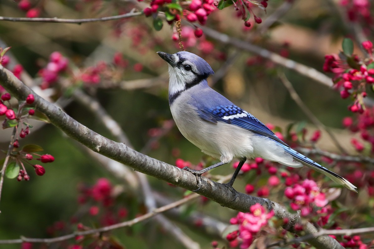 Blue Jay - Martina Nordstrand