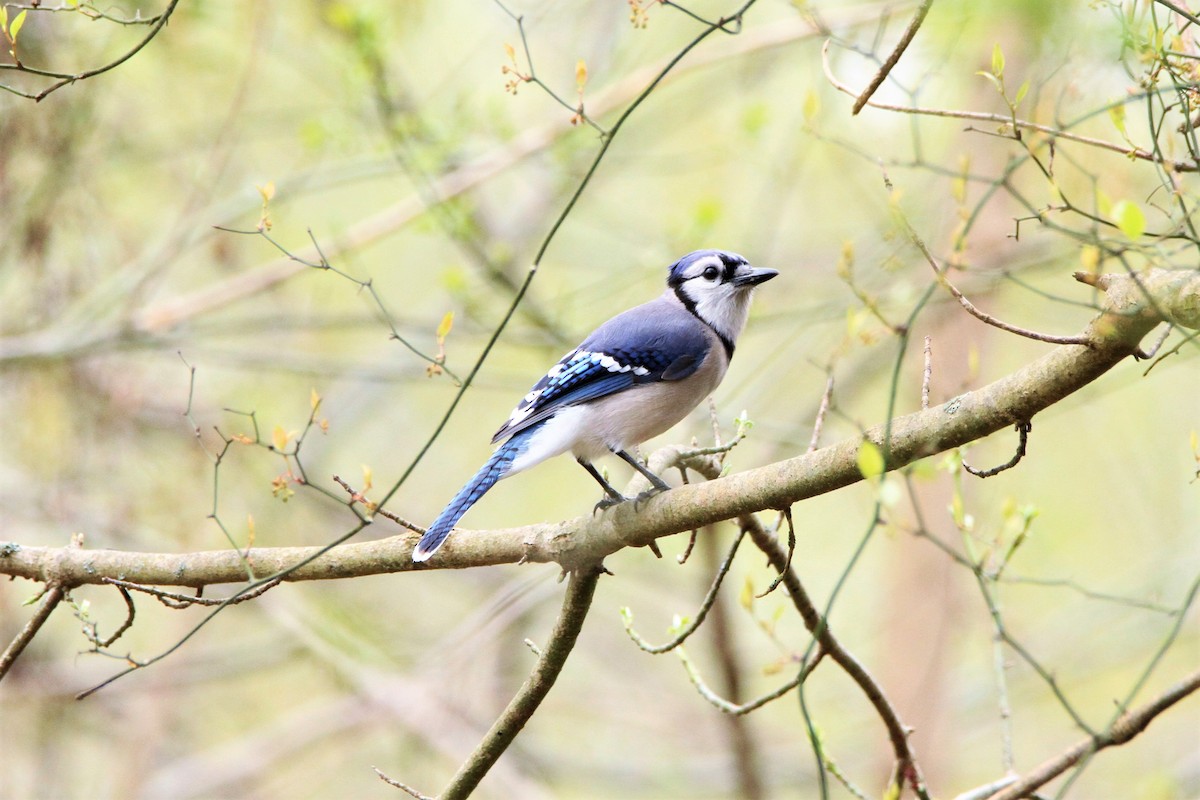 Blue Jay - ML320796071