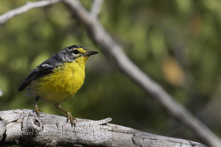 Adelaide's Warbler - Manuel Seda