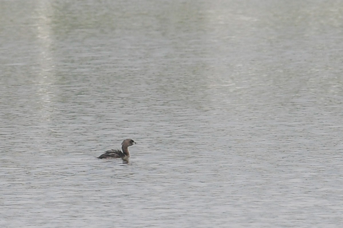 Pied-billed Grebe - ML32079831