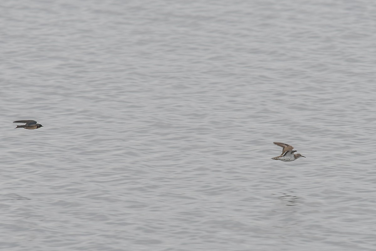 Spotted Sandpiper - ML32079891