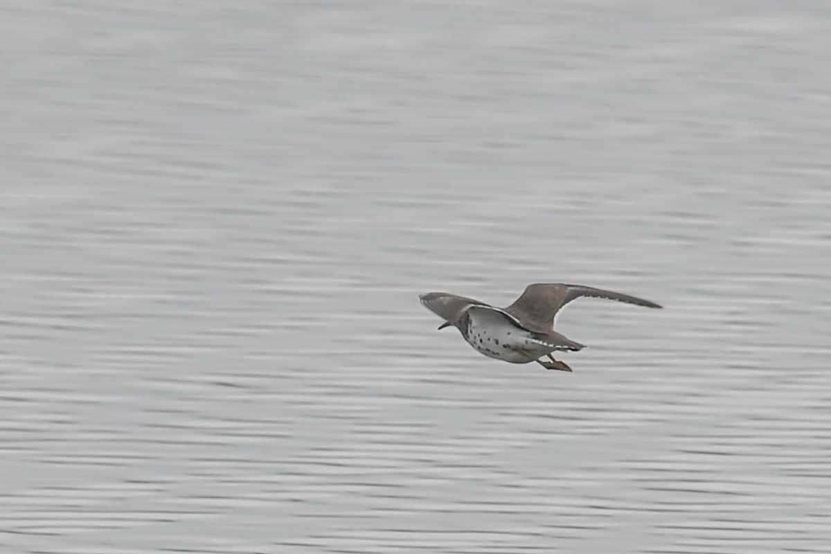 Spotted Sandpiper - ML32079901