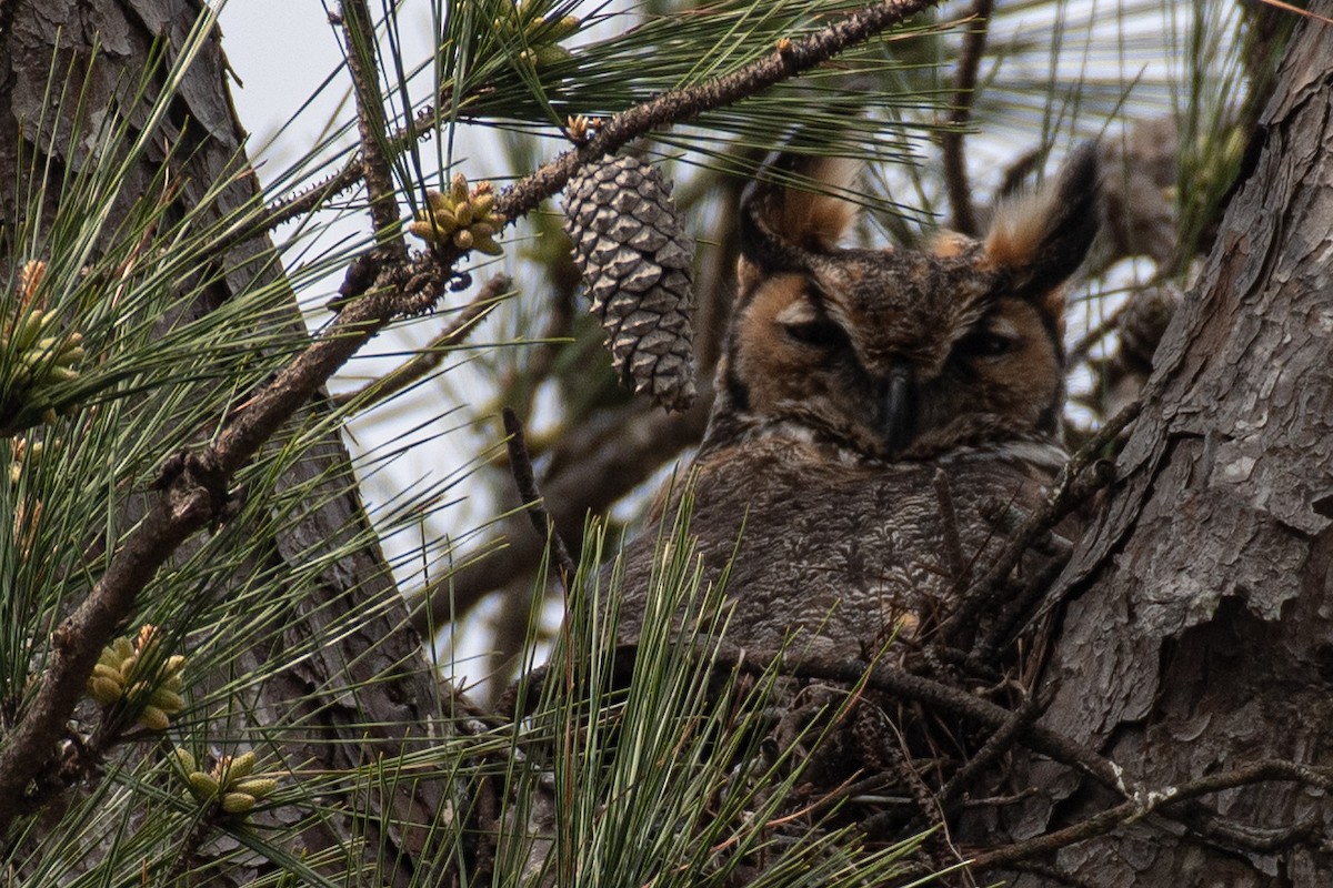 Great Horned Owl - ML320800091