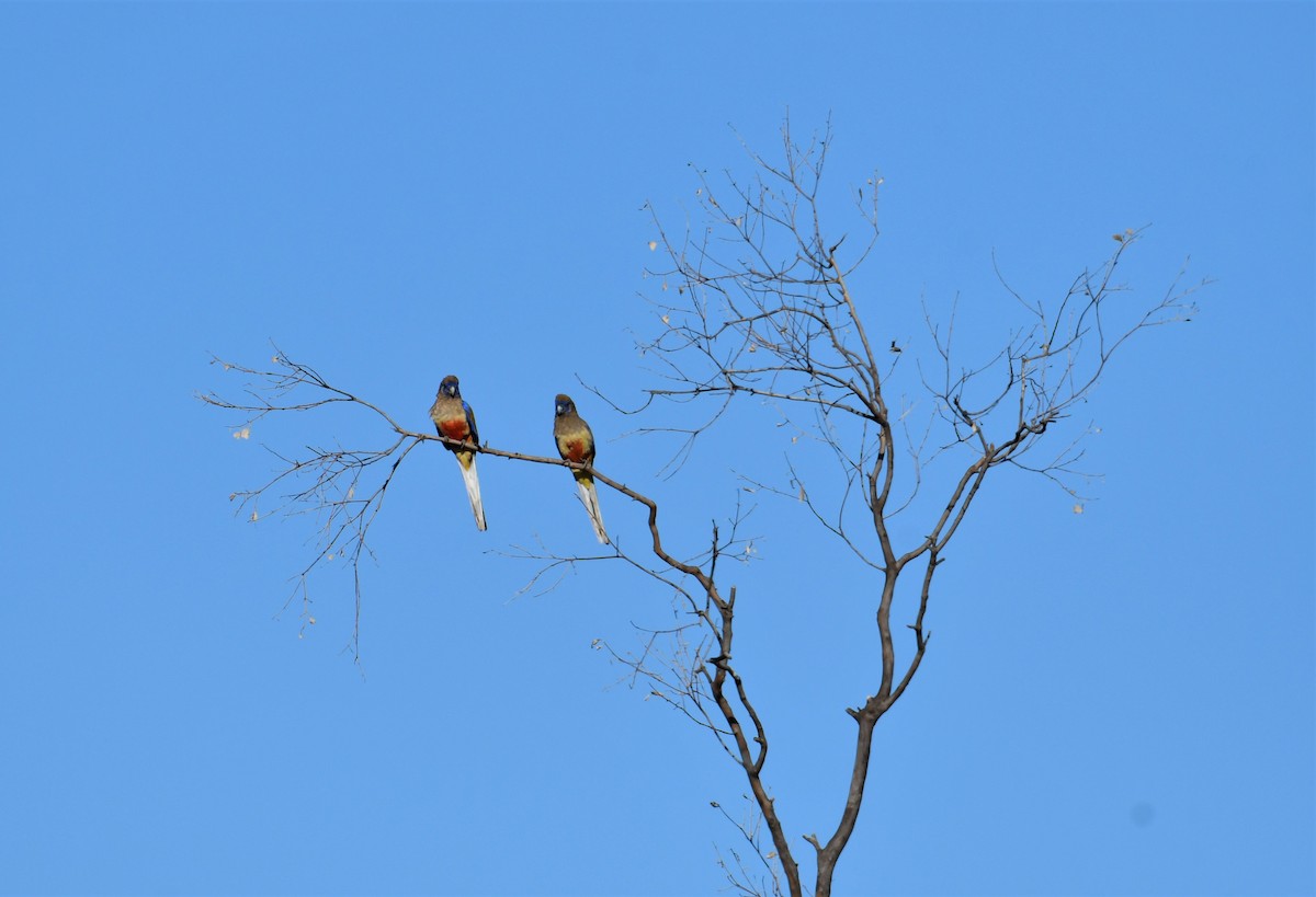 Perico Cariazul - ML320801731