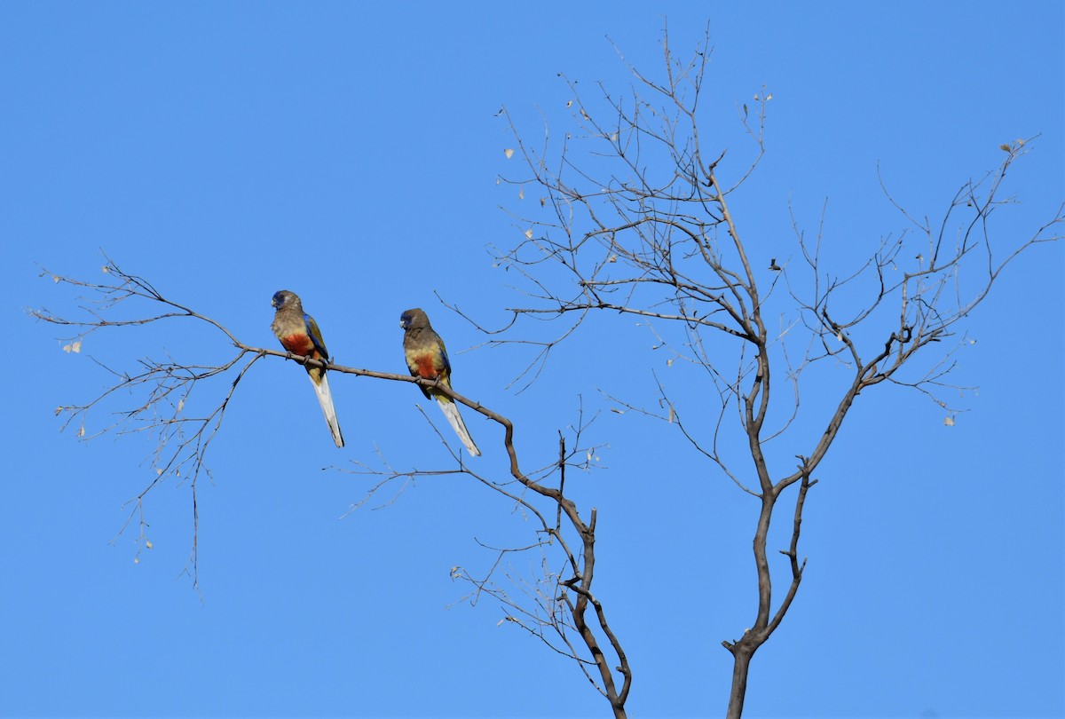 Perico Cariazul - ML320801801