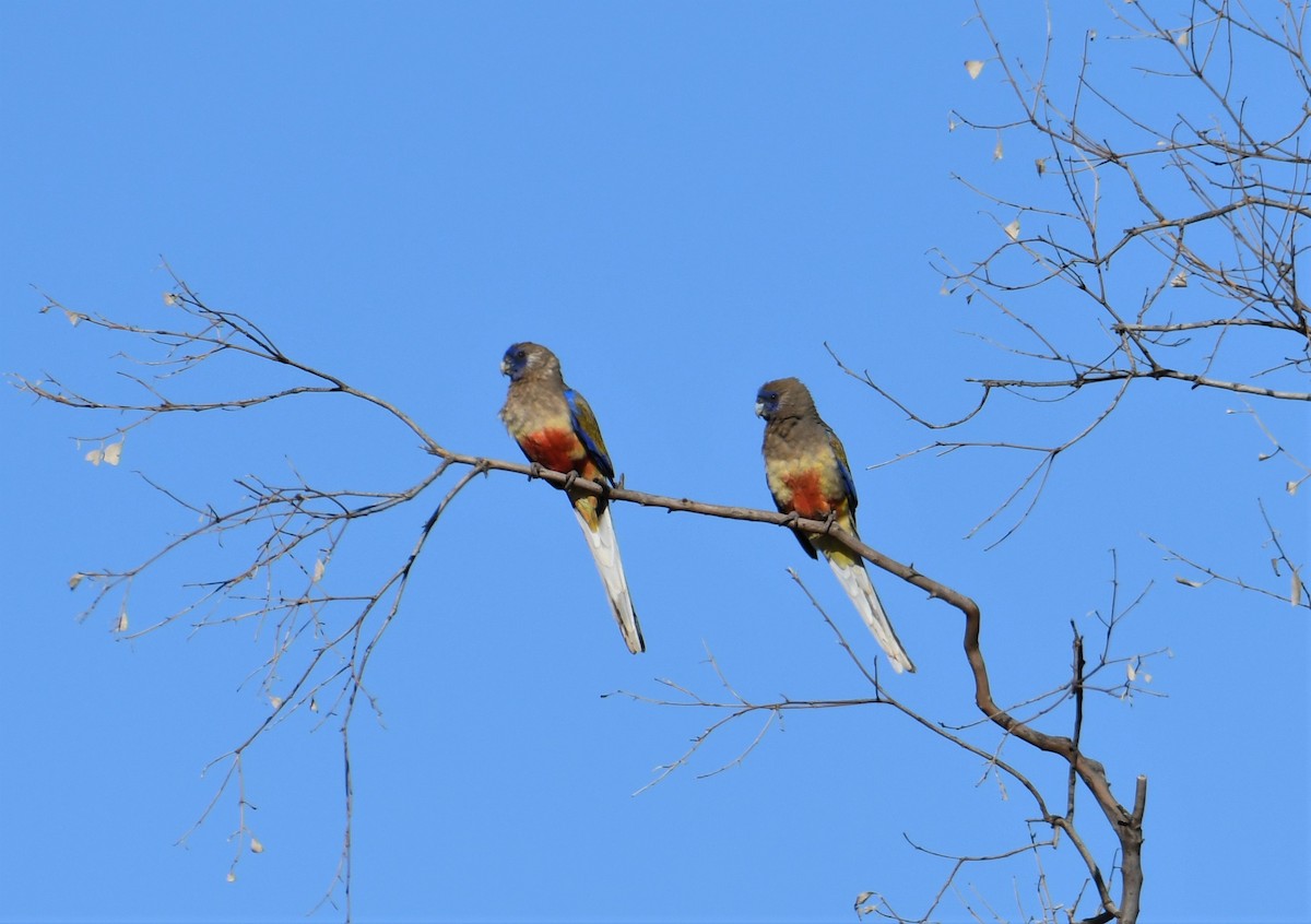 Perico Cariazul - ML320801871