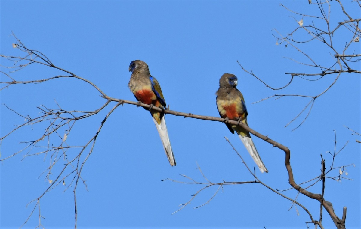 Perico Cariazul - ML320802111