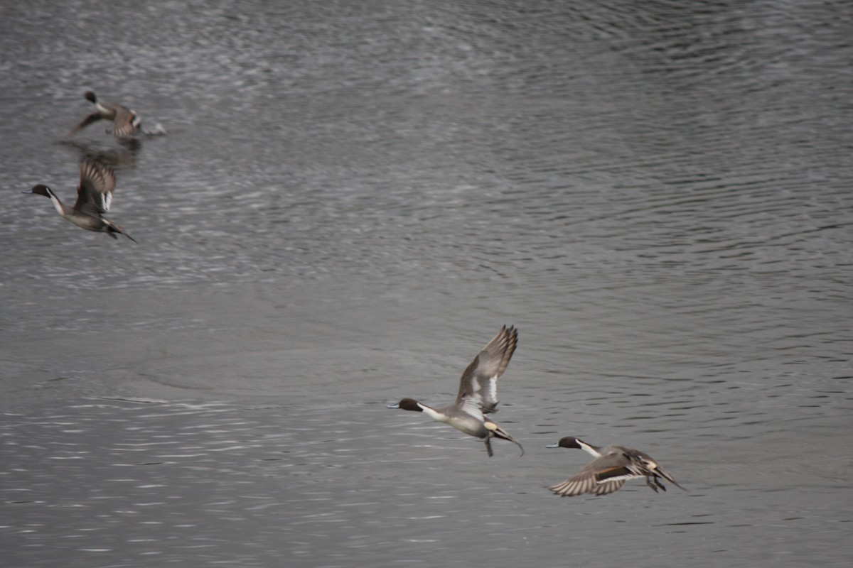 Northern Pintail - Terry Martin